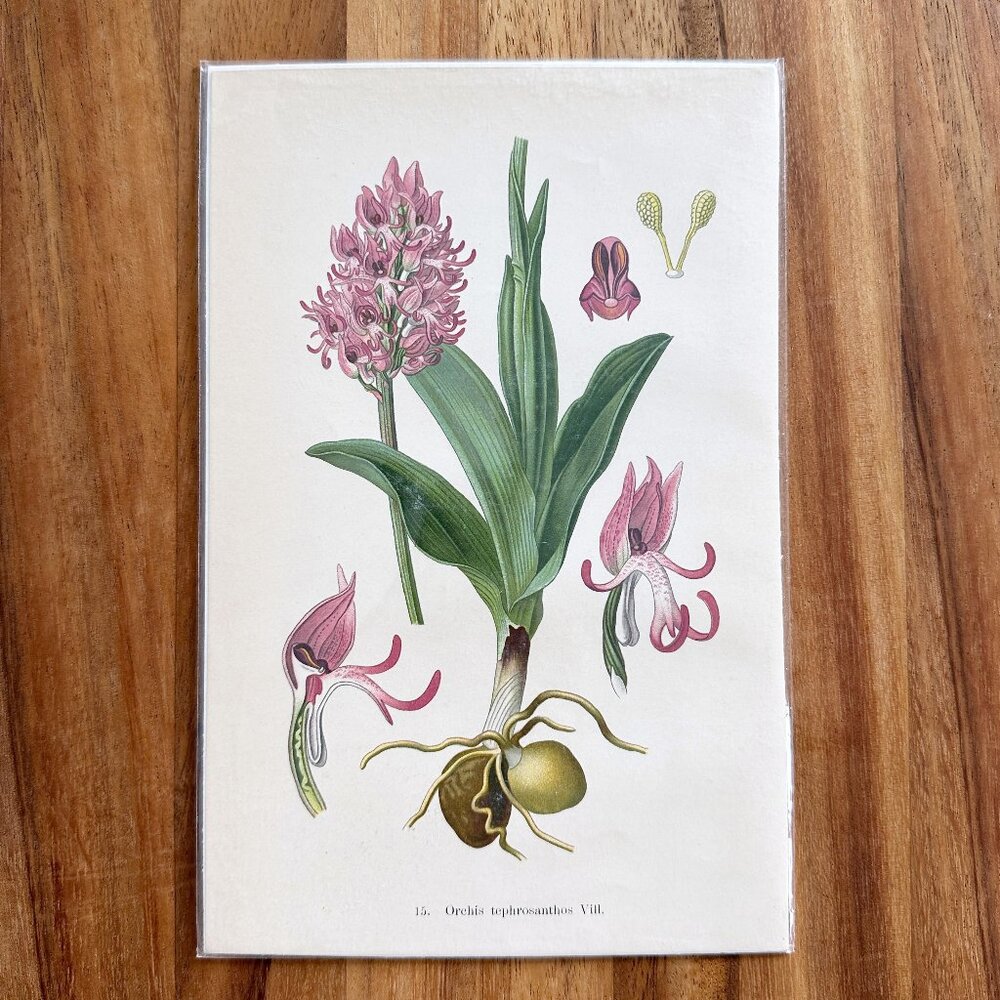 Rare 1904 Original Botanical Orchid Portrait Print Antique Chromolithograph